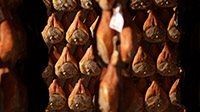 levoni_prosciutto_parma_interna-articolo_2(2)